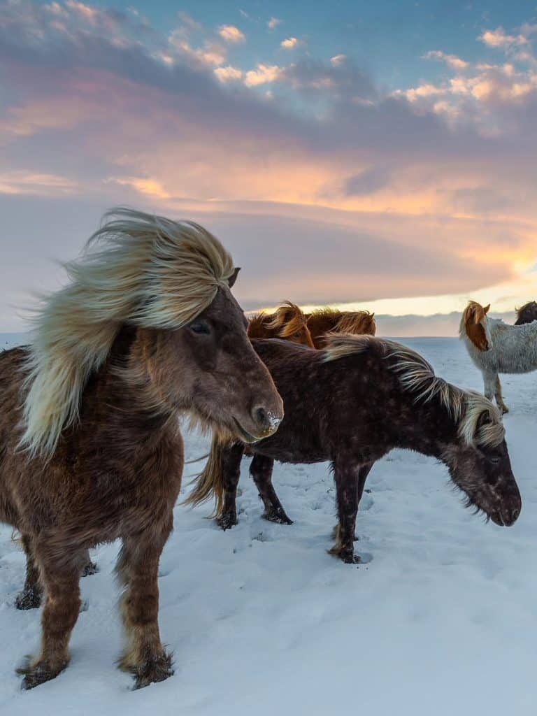 pony islanda